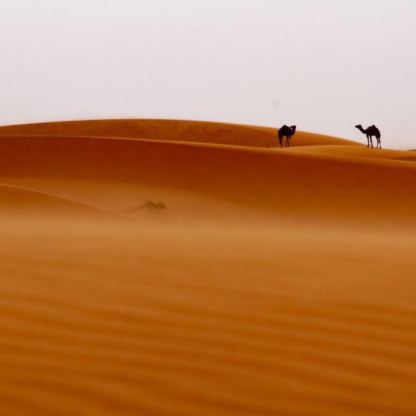 Dromadaires dans le sahara Marocain