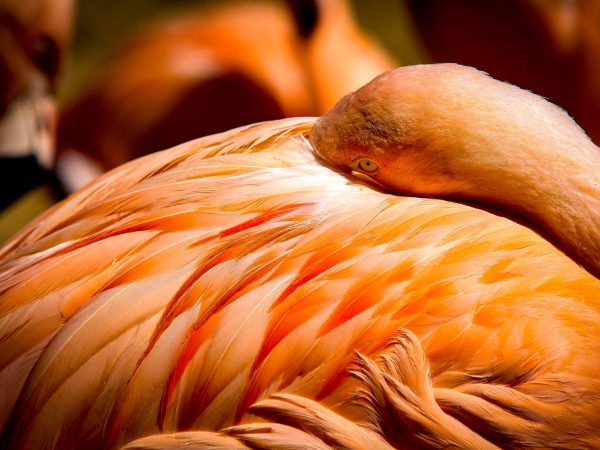 Faune & flore