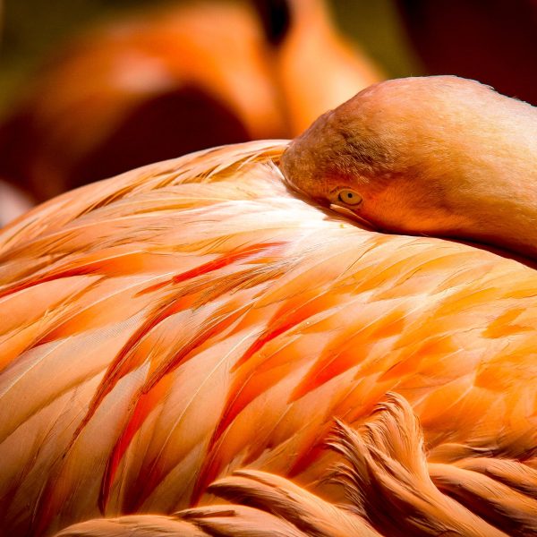 Flamand rose