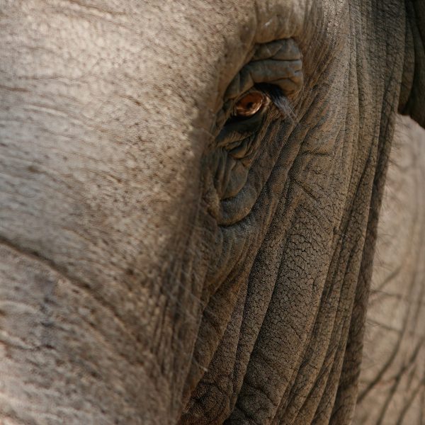 Regard d'éléphant