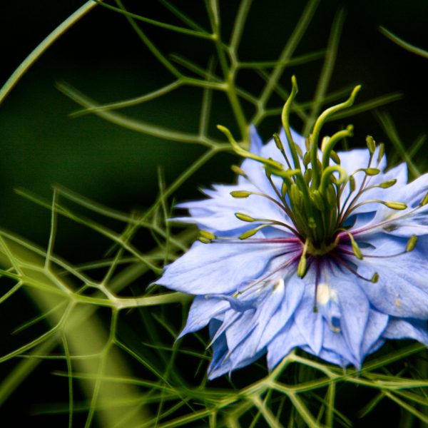 Nigelle