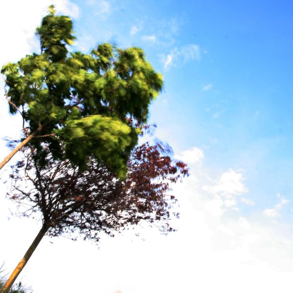 Arbres au vent