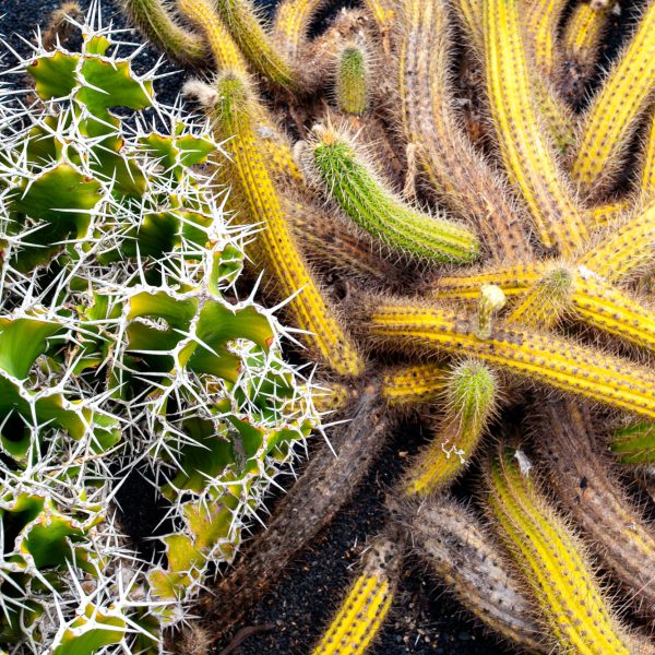 Cactus - Lanzarote
