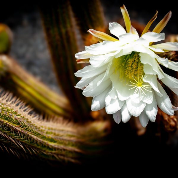 Cactus - Lanzarote