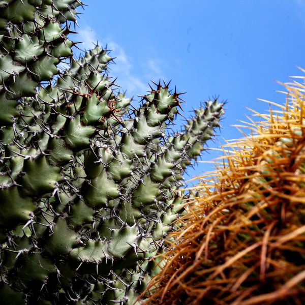Cactus - Lanzarote