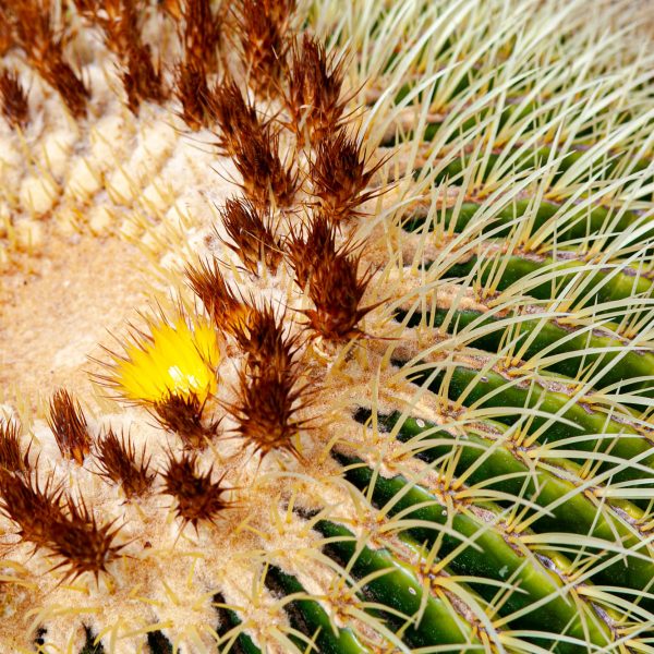 Cactus - Lanzarote