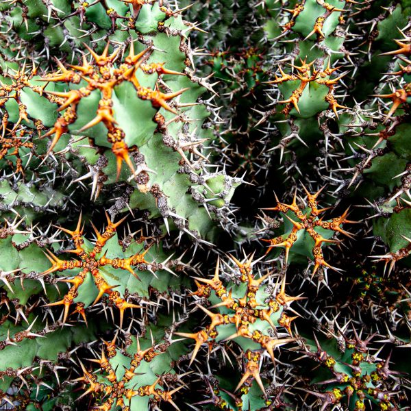 Cactus - Lanzarote