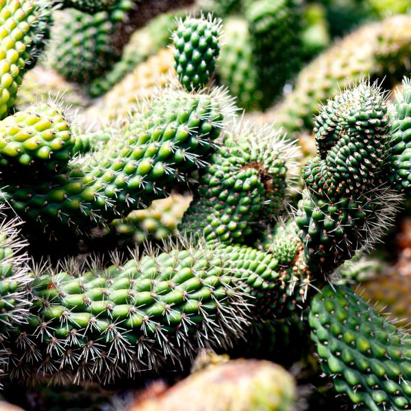 Cactus - Lanzarote