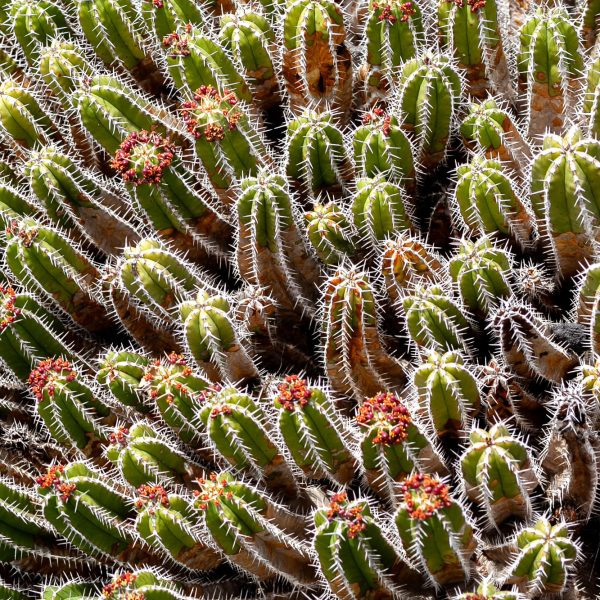 Cactus - Lanzarote