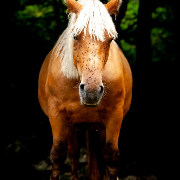 Cheval, Pyrénées
