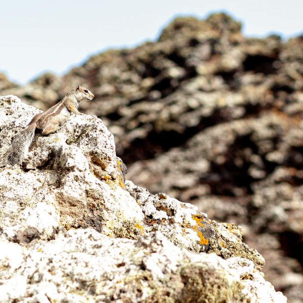 Ecureuil, Lanzarote
