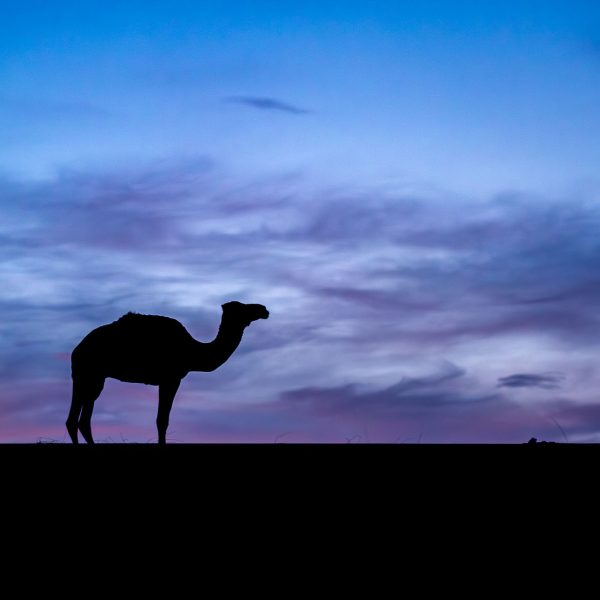 Dromadaire dans le Sahara marocain